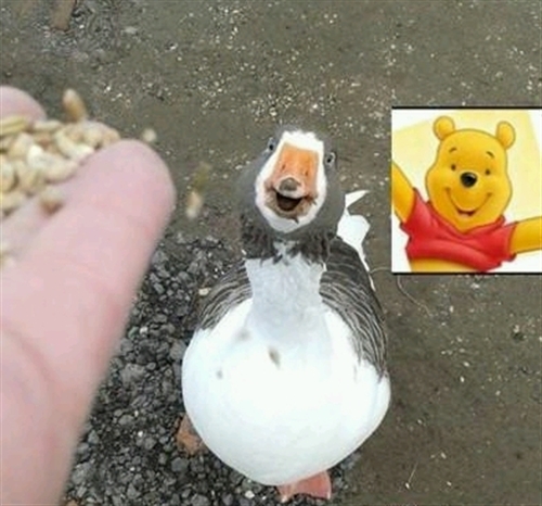 くまのプーさんに激似のアヒル