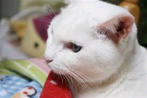 �~�[�R����D��������