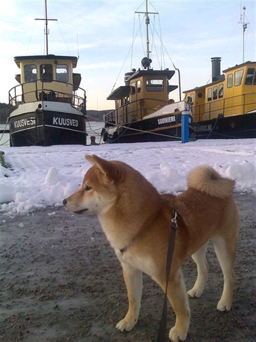 �Ō�̗͂�U��i����