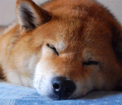 �V�o�A���肪�Ƃ�