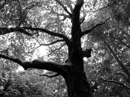 �h���C�h�M��