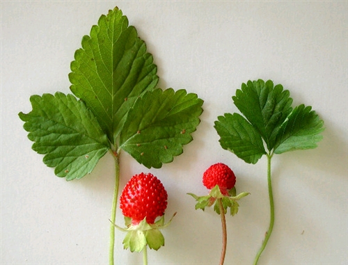 ヘビイチゴには毒がある