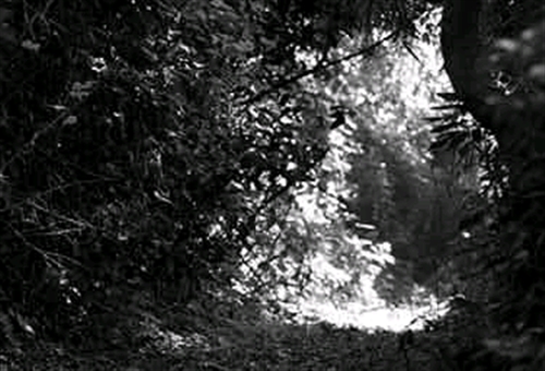 �Z�~�̌Z����